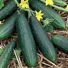Tendergreen Burpless - Cucumber